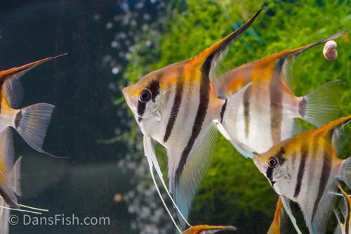 Manacapuru Redback Angelfish