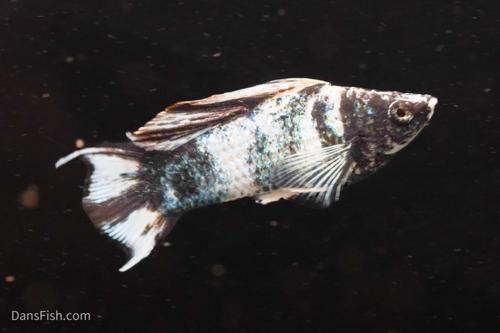 Marble Platinum Lyretail Sailfin Mollies