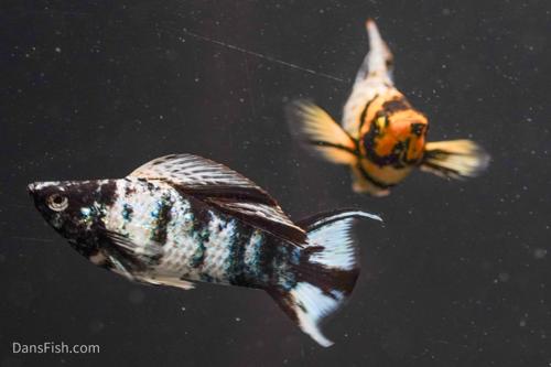 Marble Platinum Lyretail Sailfin Mollies
