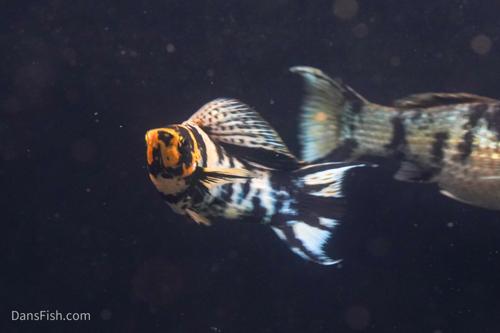 Marble Platinum Lyretail Sailfin Mollies