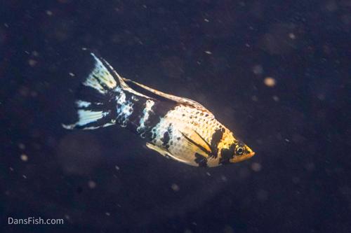 Marble Platinum Lyretail Sailfin Mollies