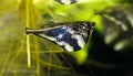 Marbled Hatchetfish 'Rio Nanay'