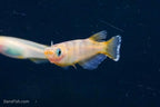 Marbled Orange Medaka Ricefish
