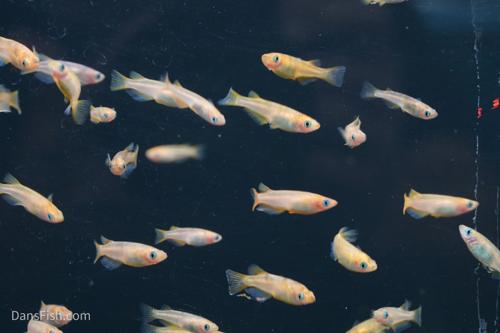 Marbled Orange Medaka Ricefish