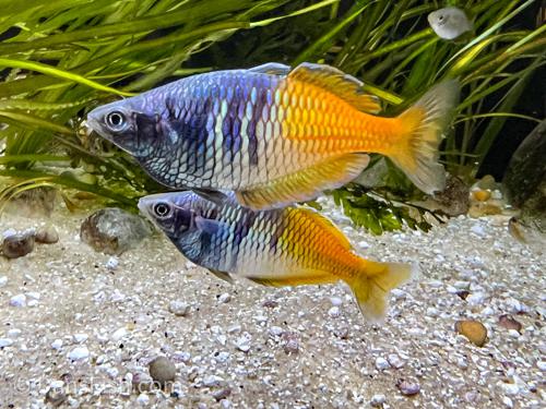 Melanotaenia boesemani "Aytinjo"