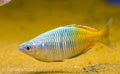 Melanotaenia boesemani "Lake Ajamaru"