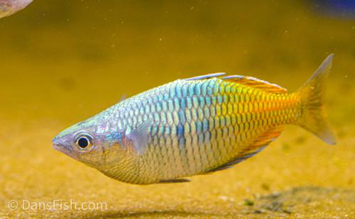 Melanotaenia boesemani "Lake Ajamaru"