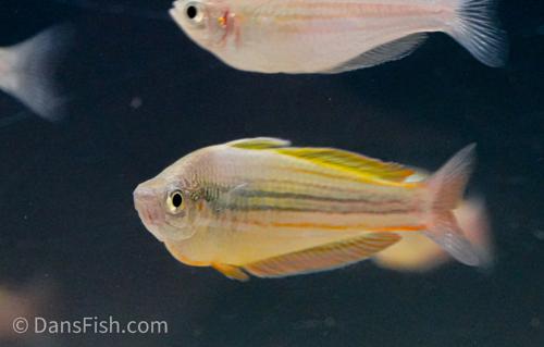 Melanotaenia garylangei
