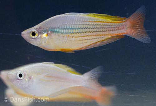 Melanotaenia garylangei