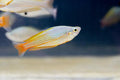 Melanotaenia garylangei