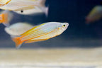 Melanotaenia garylangei