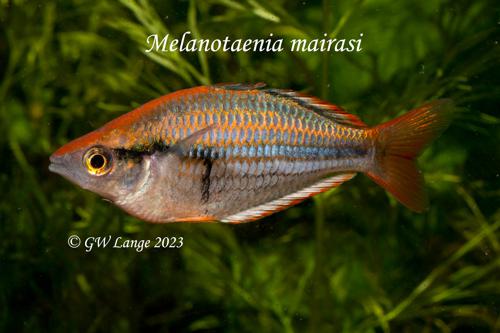 Melanotaenia mairasi
