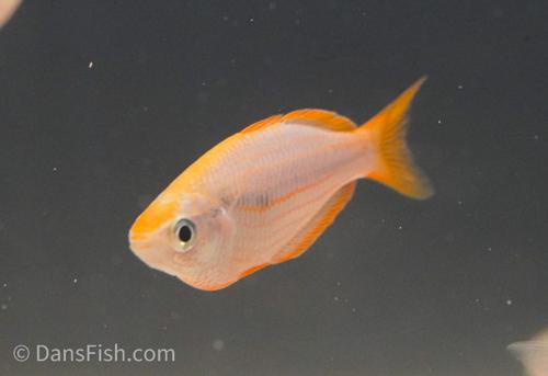 Melanotaenia mairasi