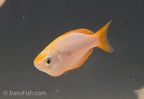 Melanotaenia mairasi