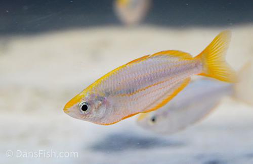 Melanotaenia mairasi