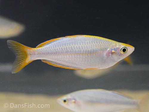 Melanotaenia mairasi