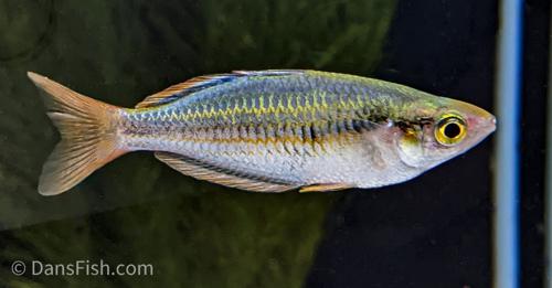 Melanotaenia mairasi