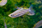 Melanotaenia sahulensis 'Skull Creek'