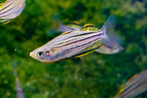 Melanotaenia sahulensis 'Skull Creek'