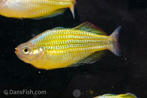 Melanotaenia sexlineata 'Tabubil'