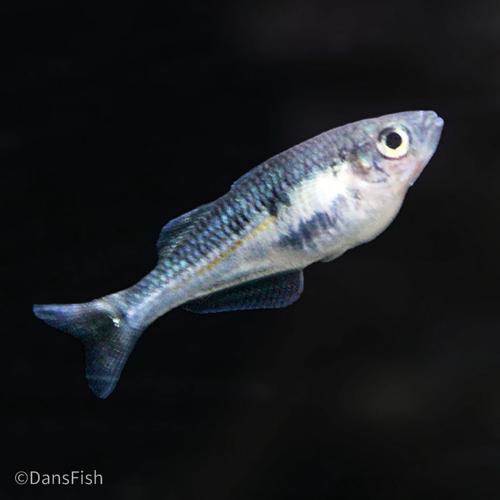 Melanotaenia sp. "Kali Tawa"