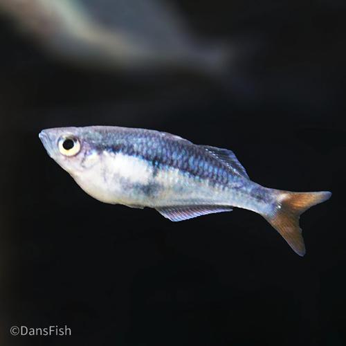 Melanotaenia sp. "Kali Tawa"