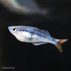 Melanotaenia sp. "Kali Tawa"