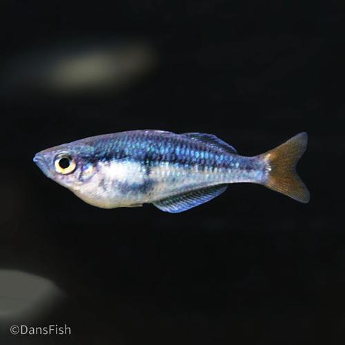 Melanotaenia sp. "Kali Tawa"