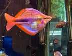 Melanotaenia trifasciata 'Habgood River'