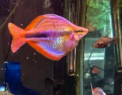 Melanotaenia trifasciata 'Habgood River'