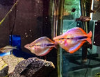 Melanotaenia trifasciata 'Habgood River'