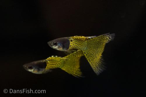 Metal Yellow Lace Guppy