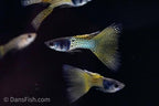 Metal Yellow Lace Guppy