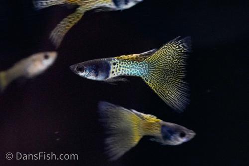 Metal Yellow Lace Guppy