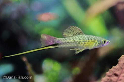 Montezuma Swordtail