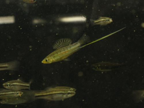 Montezuma Swordtail