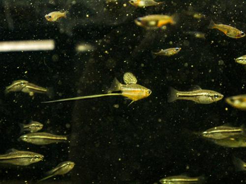 Montezuma Swordtail