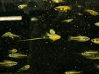 Montezuma Swordtail