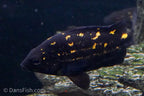 Mountain Grunter "Timika"