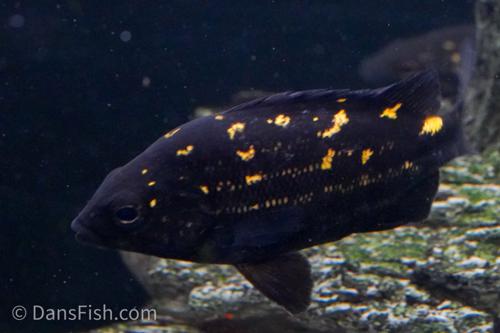 Mountain Grunter "Timika"