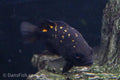 Mountain Grunter "Timika"