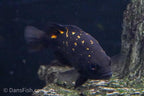 Mountain Grunter "Timika"