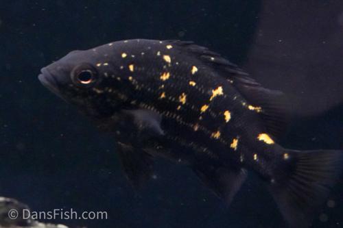 Mountain Grunter "Timika"
