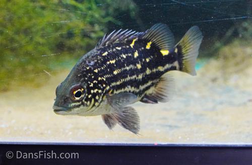 Mountain Grunter "Timika"