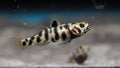 Mugilogobius adeia