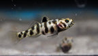 Mugilogobius adeia