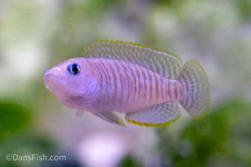 Multi Shell Dweller Cichlid