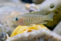 Multi Shell Dweller Cichlid