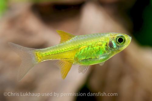 Neon Green Kubotai Rasbora