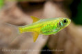 Neon Green Kubotai Rasbora